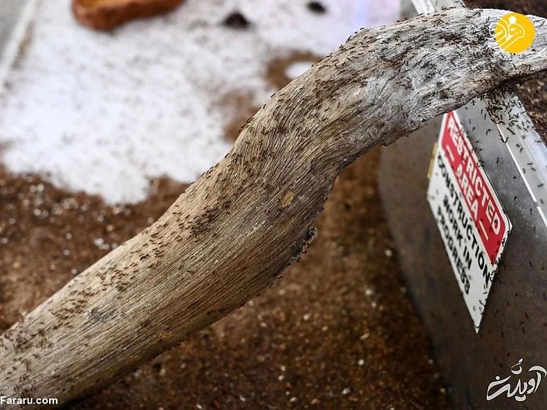 (تصاویر) فروشگاه مورچه فروشی!